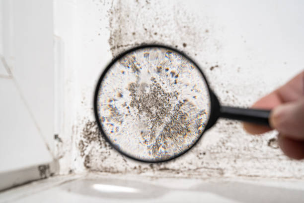 Best Black Mold Removal  in Spring Hill, FL